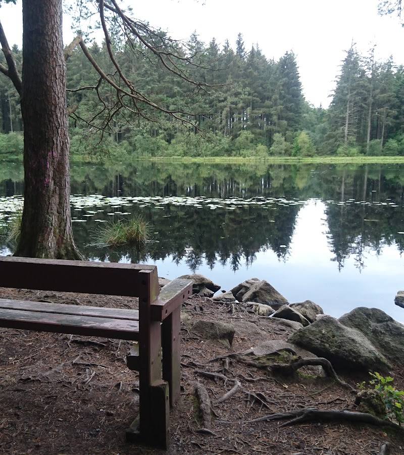 Dalbeattie Forest Town Wood