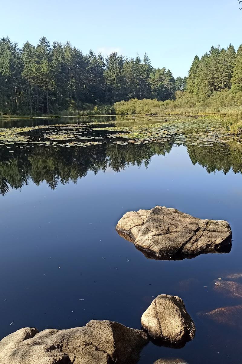 Dalbeattie Forest Town Wood — Place photograph