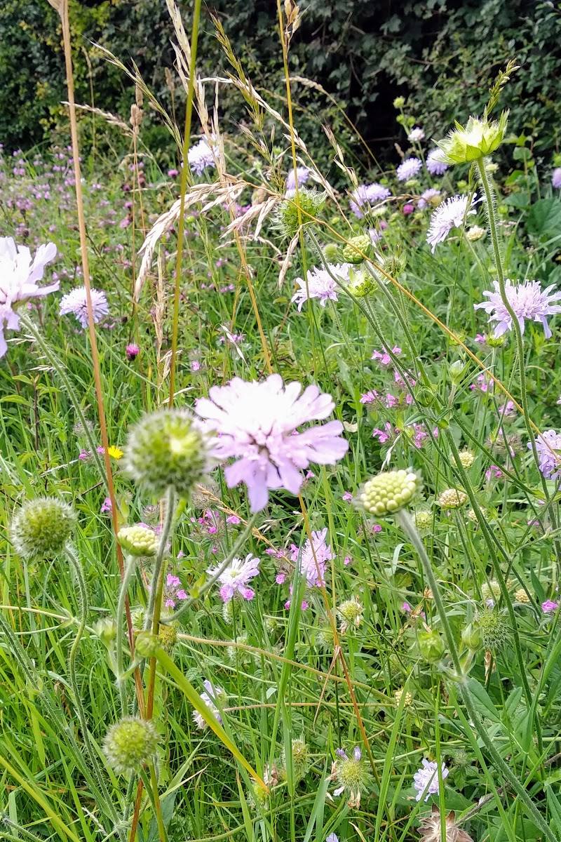 Dancersend Nature Reserve