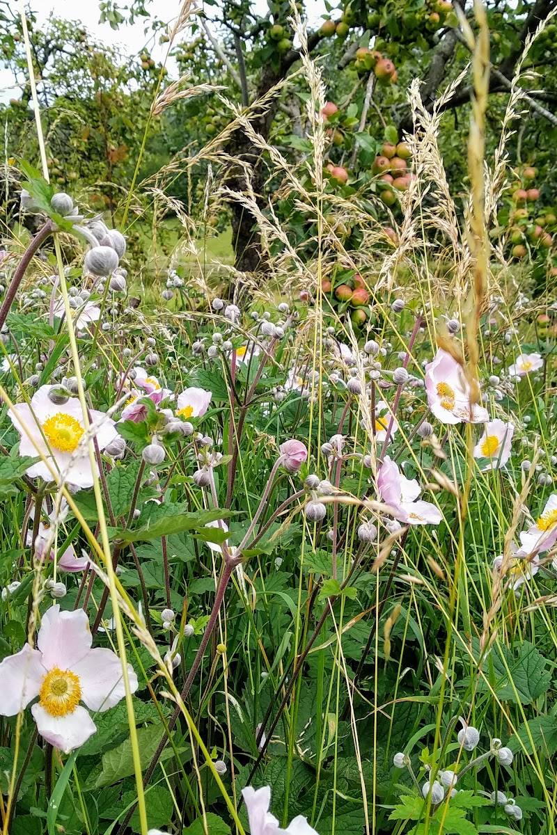 Dancersend Nature Reserve