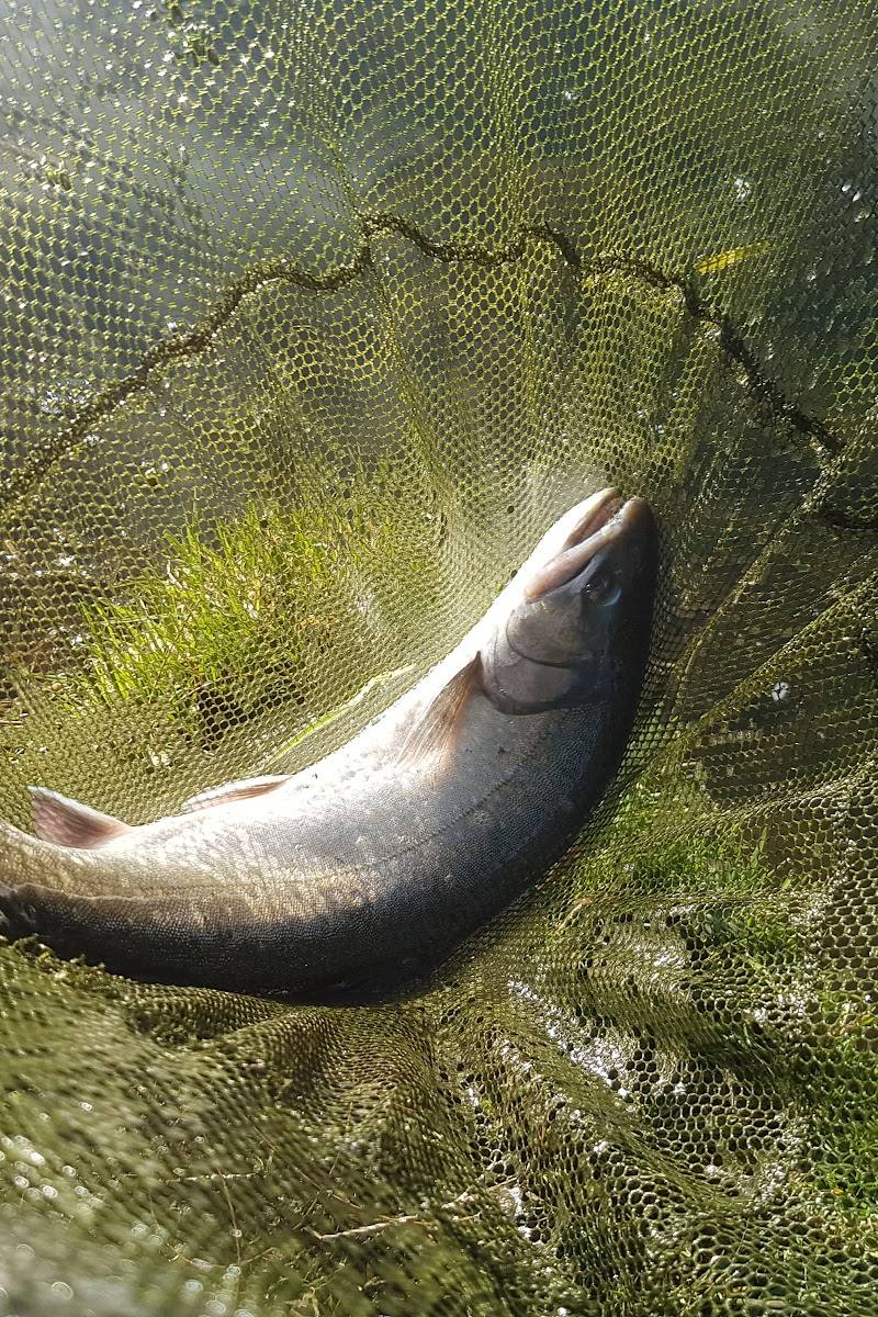 Danebridge Fisheries