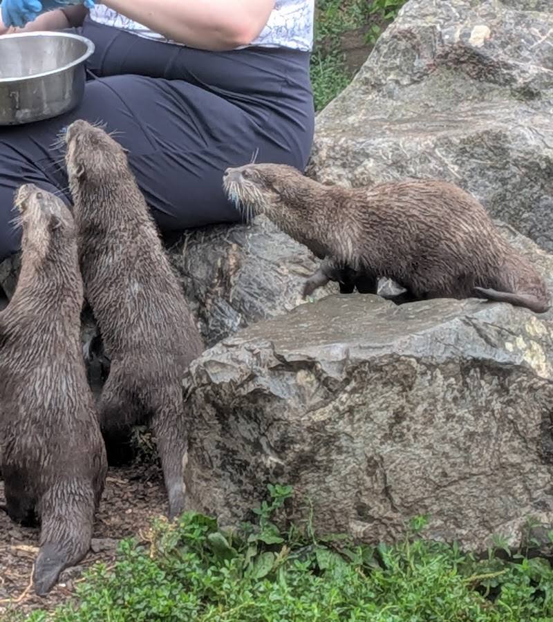 Dartmoor Otters & Buckfast Butterflies — Place photograph