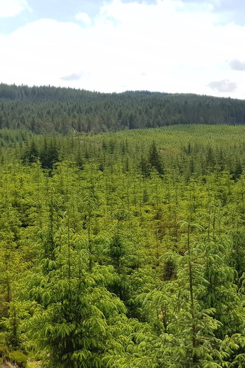 Davagh Forest