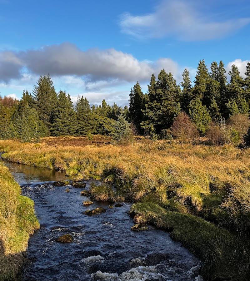 Davagh Forest — Place photograph