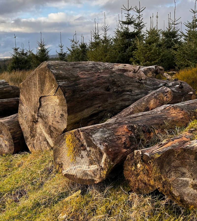 Davagh Forest