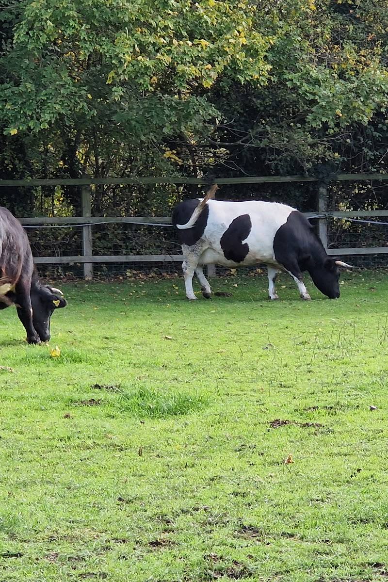 Deen City Farm and Riding School — Place photograph