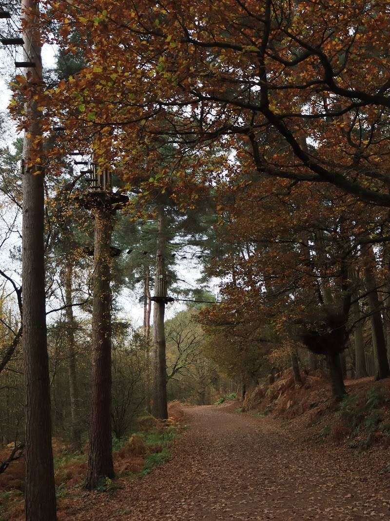 Delamere Forest