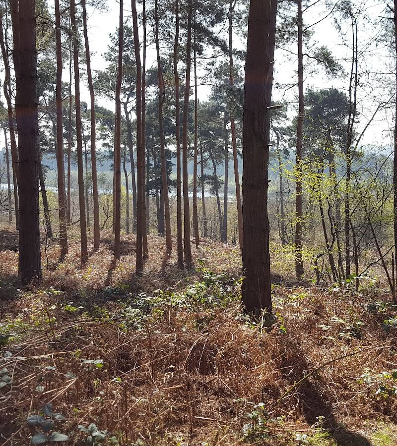 Delamere Forest — Place photograph