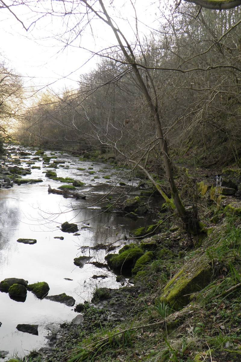 Derwent Gorge and Muggleswick Woods — Place photograph