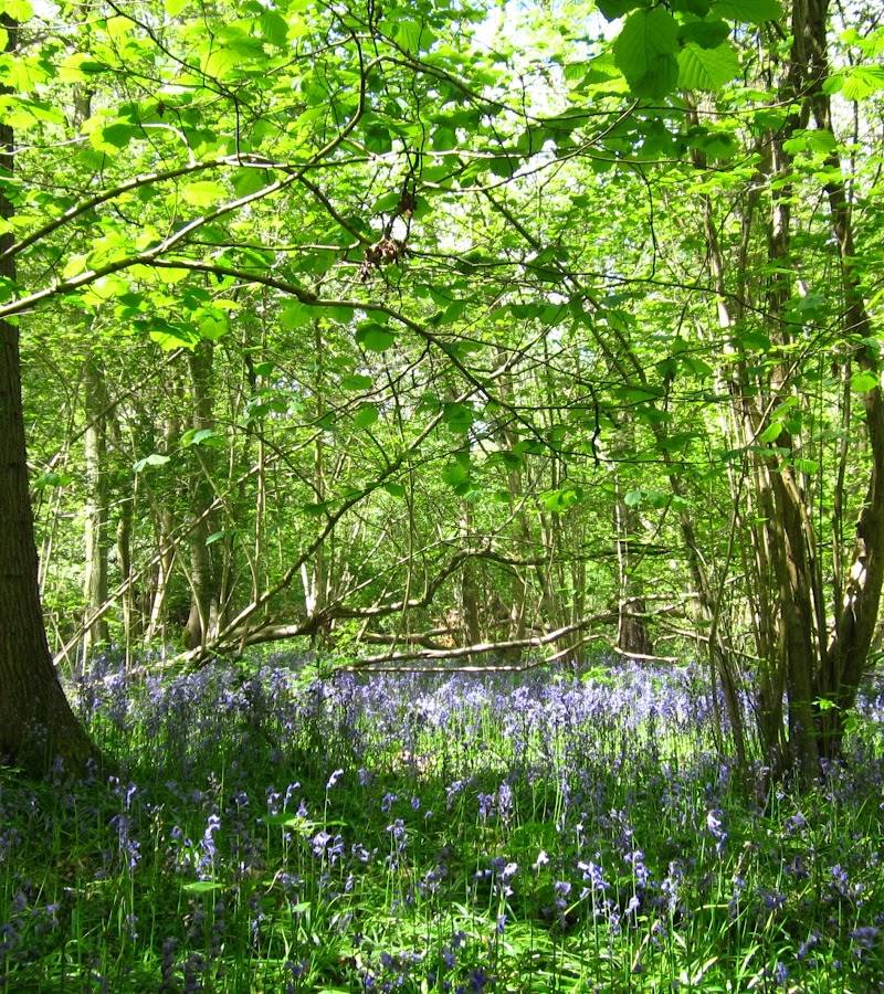 Dollypers Hill Nature Reserve — Place photograph