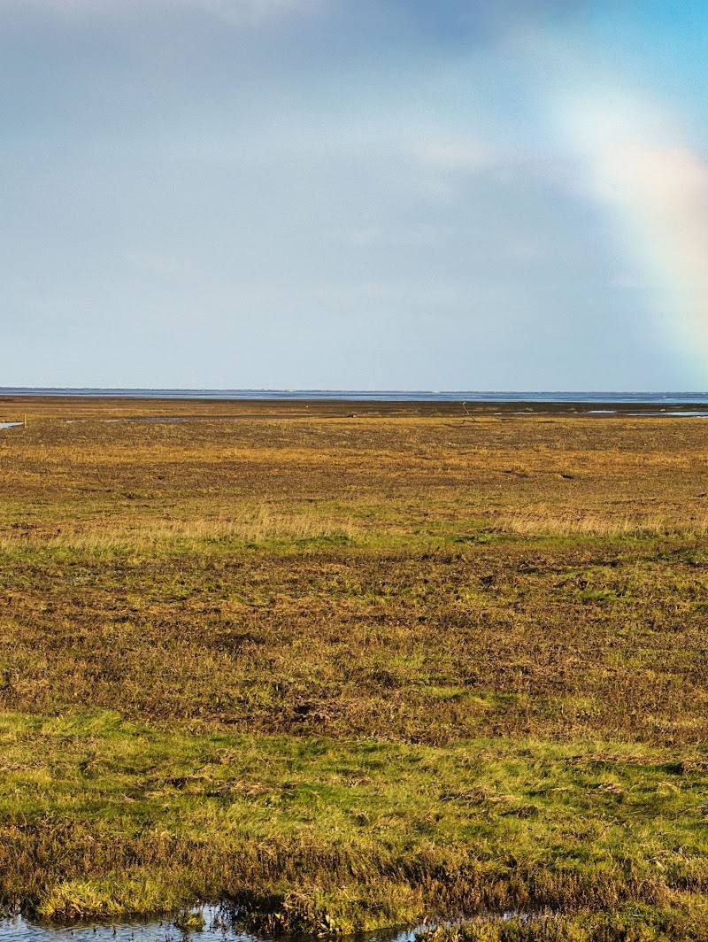 Donna Nook Grey Seal Colony