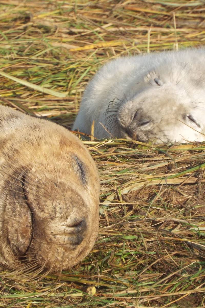 Donna Nook Grey Seal Colony