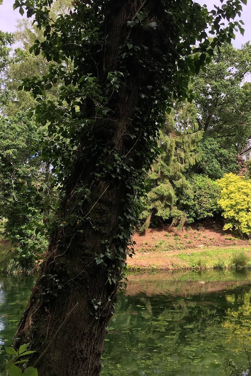 Drew's Pond Nature Reserve — Place photograph