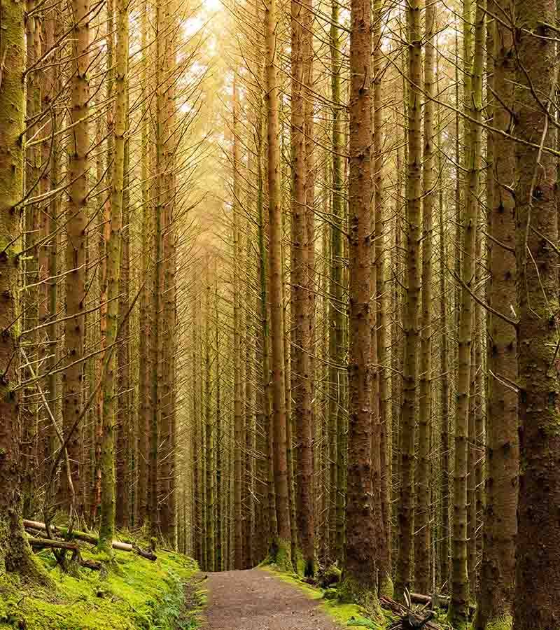 Dunnet Forest Trails — Place photograph