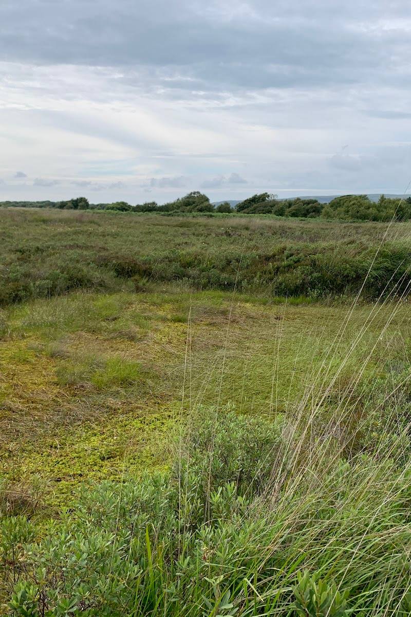 Dyfi National Nature Reserve – Cors Fochno — Place photograph
