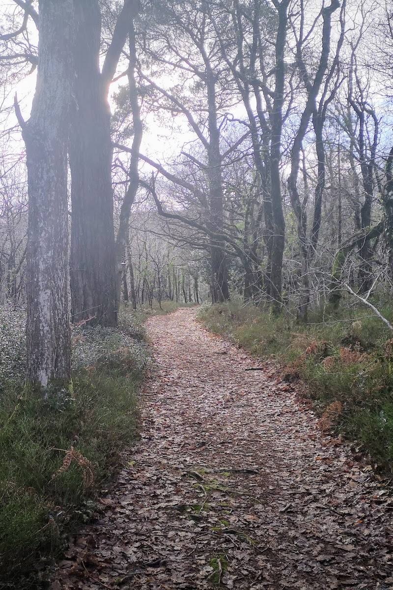 East Dartmoor National Nature Reserve — Place photograph