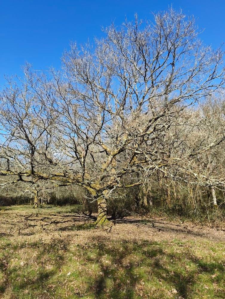 Ebernoe Common National Nature Reserve — Source image