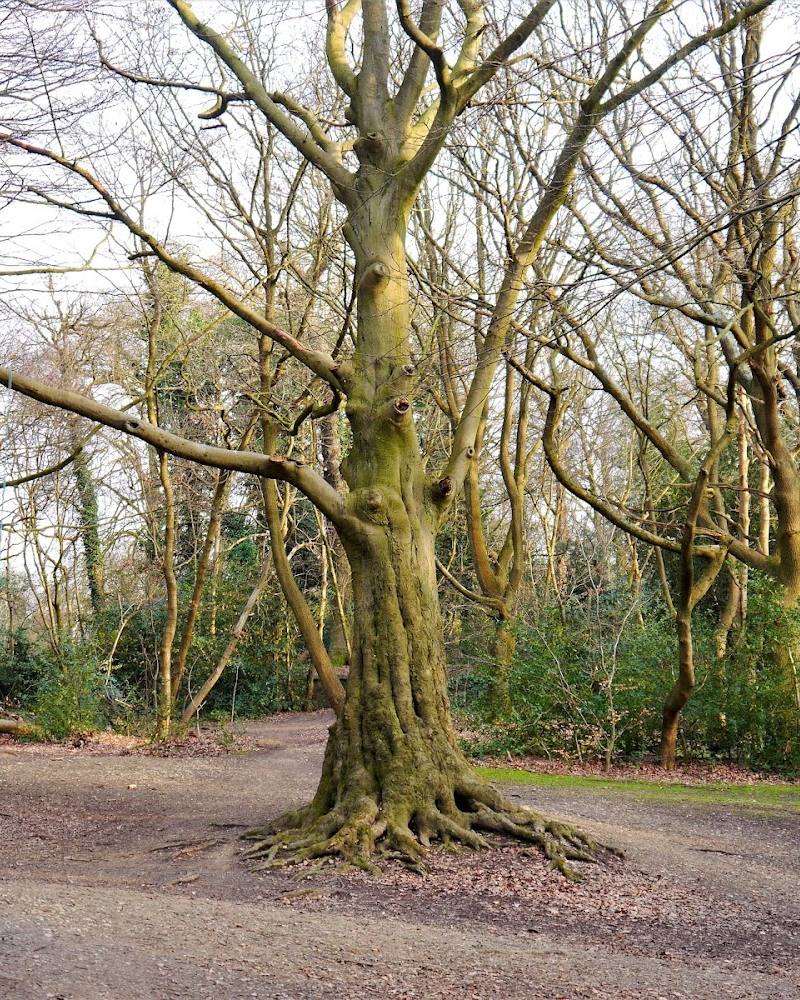 Eltham Common — Source image
