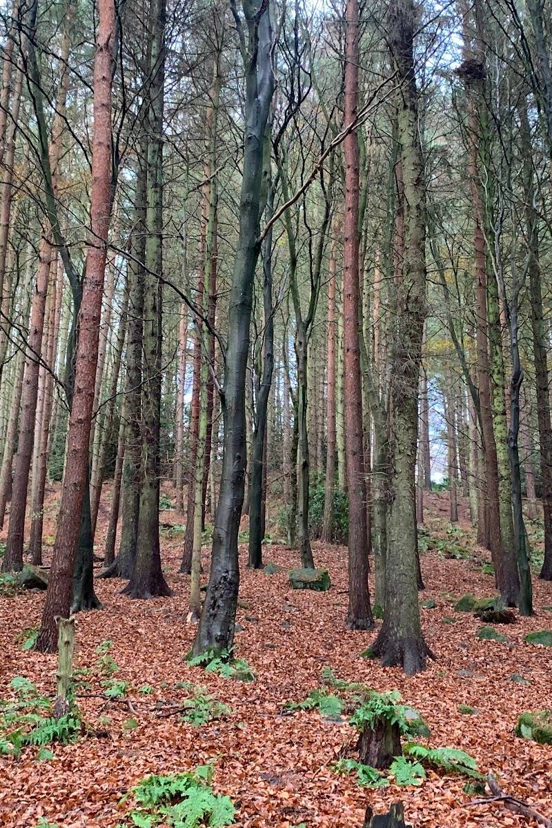 Esholt Woods — Place photograph