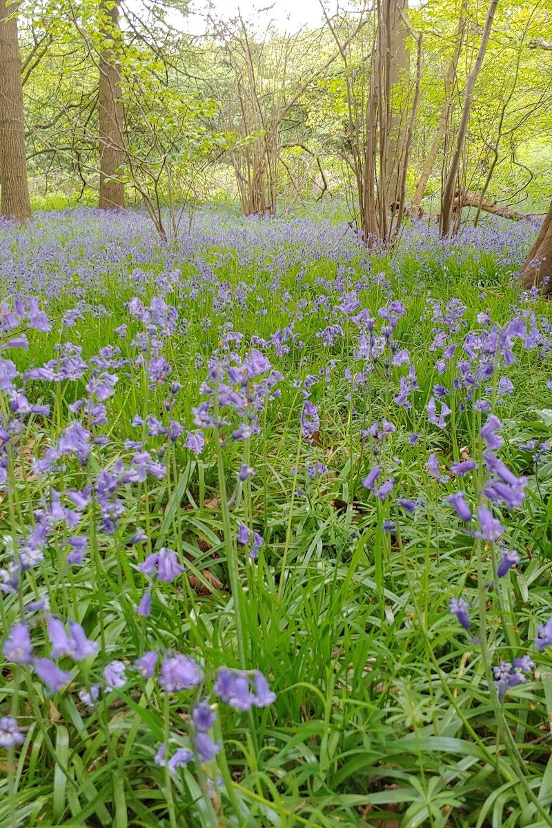 Essex Wildlife Trust Hanningfield Reservoir Nature Discovery Park — Place photograph