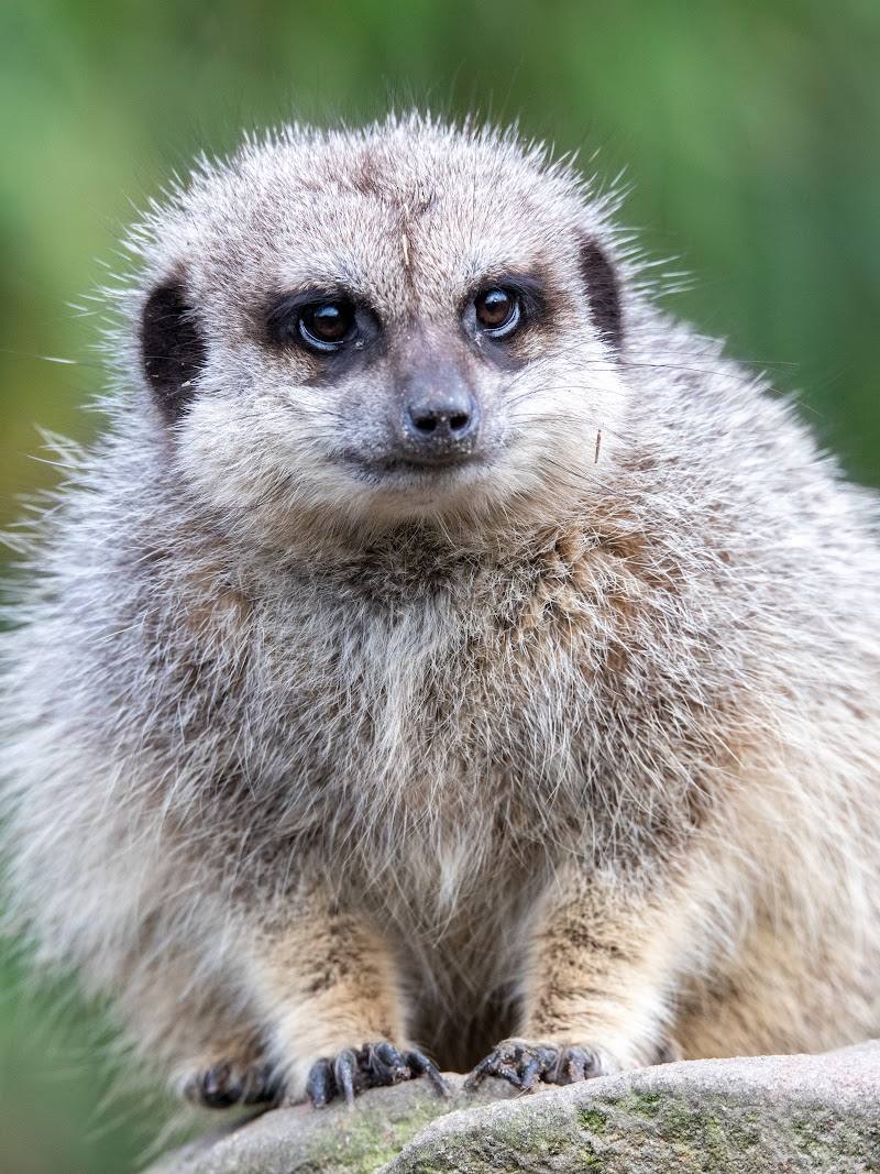 Exmoor Zoological and Conservation Centre