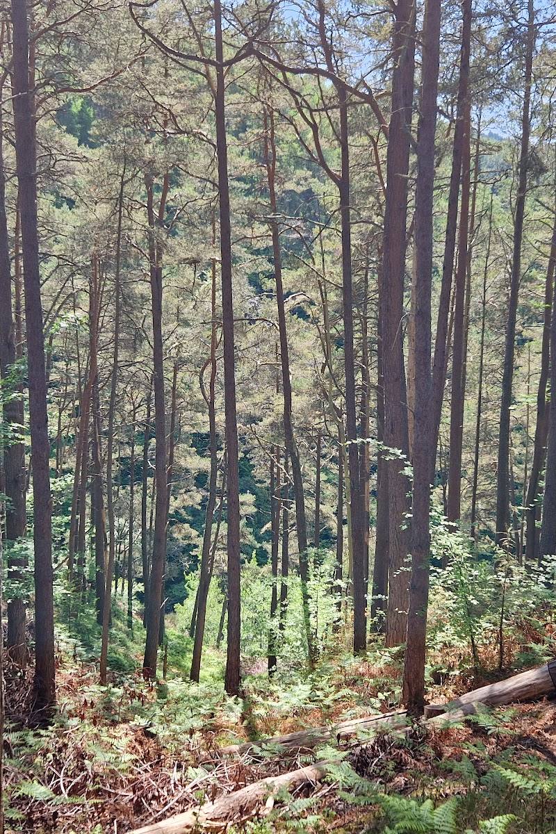 Falls of Foyers