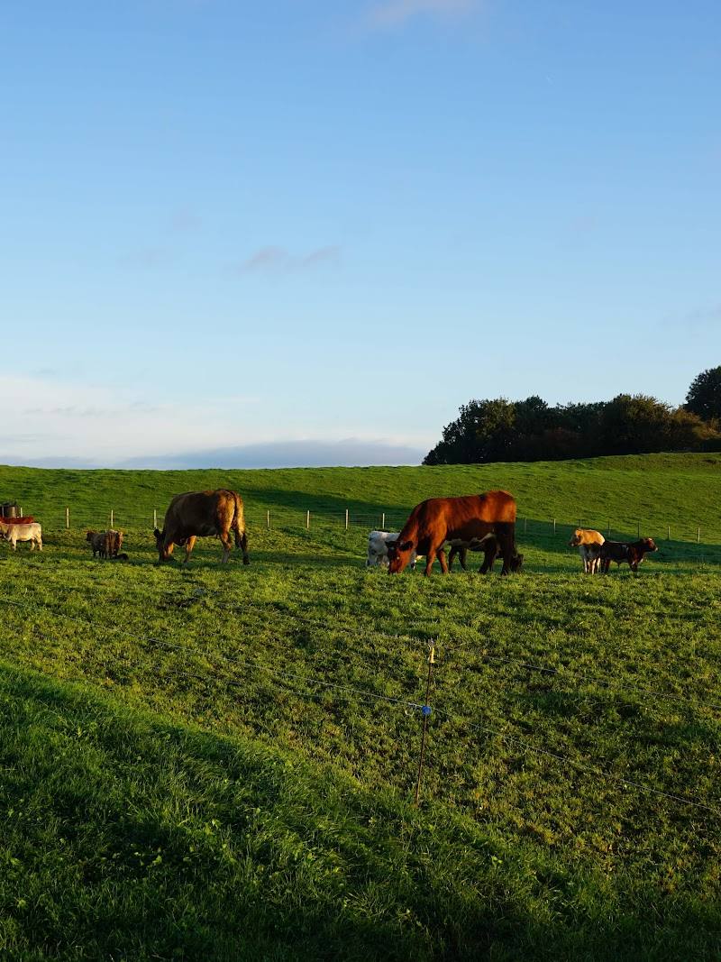 Ffridd Faldwyn Iron Age Hillfort