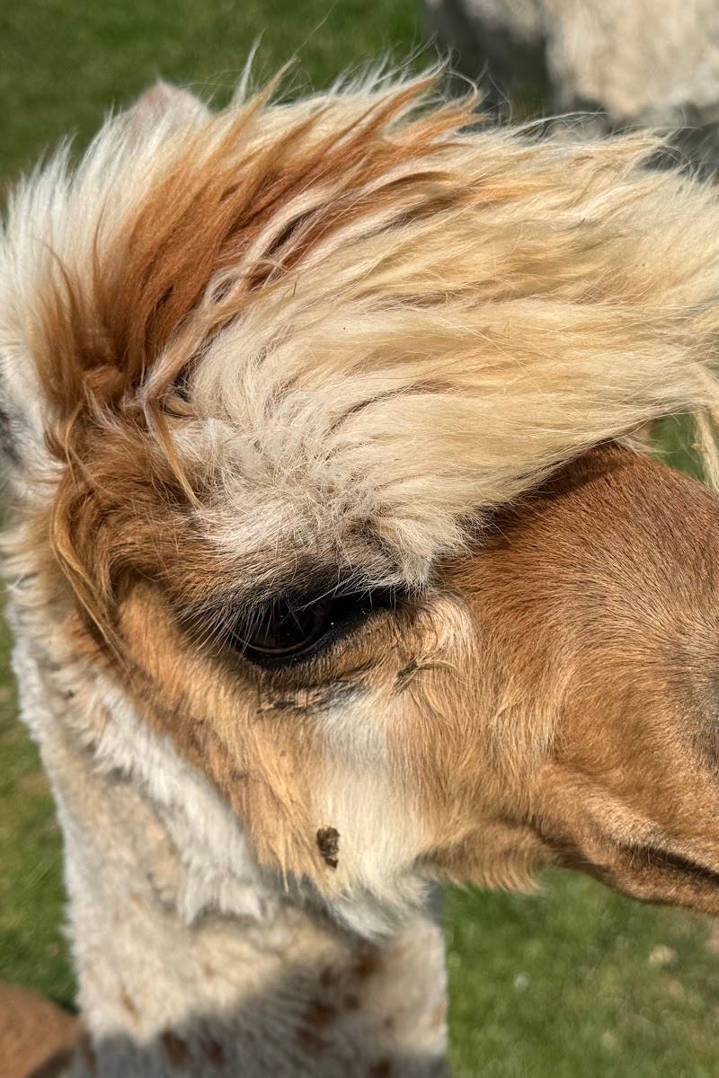 Filey Zoo — Place photograph (2 of 3)