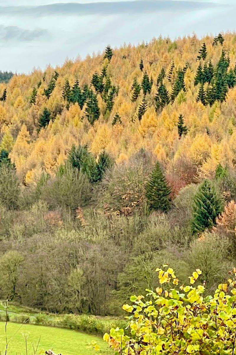 Forestry England Dalby