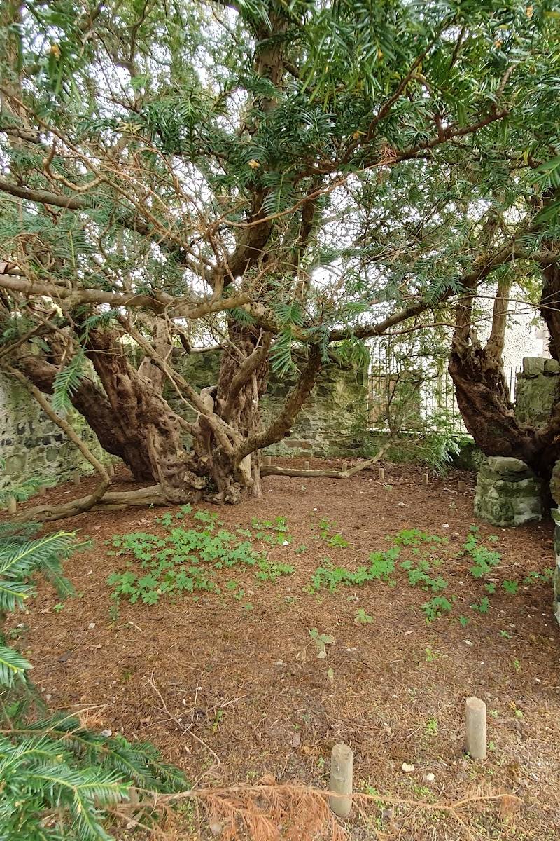 Fortingall Yew Tree — Place photograph (2 of 3)