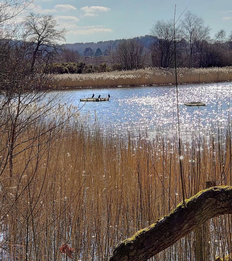Frensham Little Pond — Place photograph