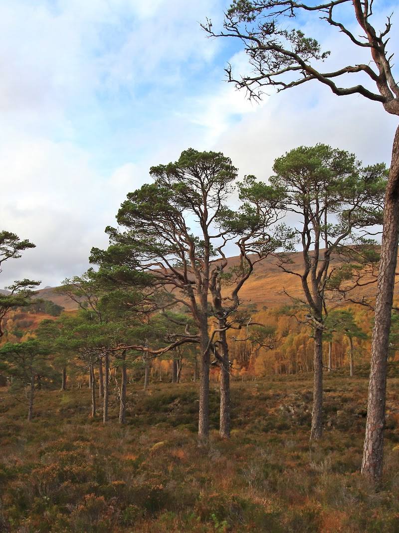 Glen Affric — Place photograph (3 of 3)