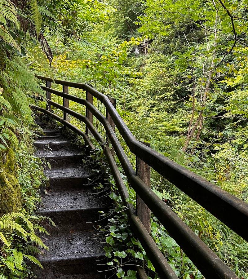Glenariff Forest