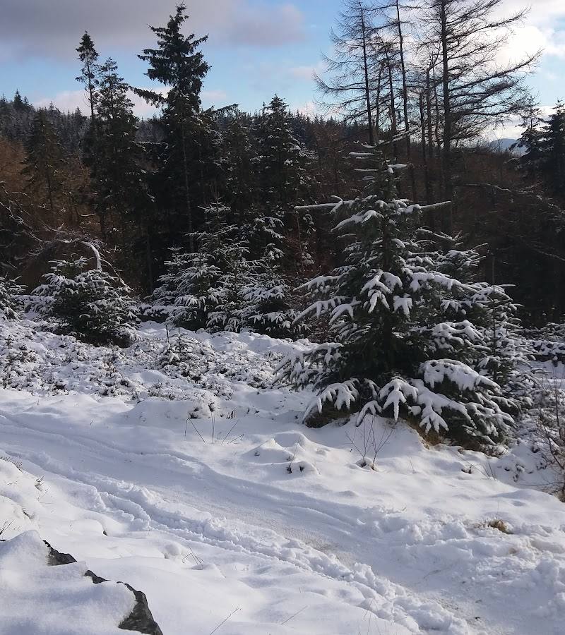Glentress Forest — Place photograph
