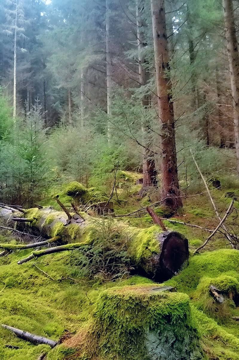 Glentress Forest — Place photograph (3 of 3)