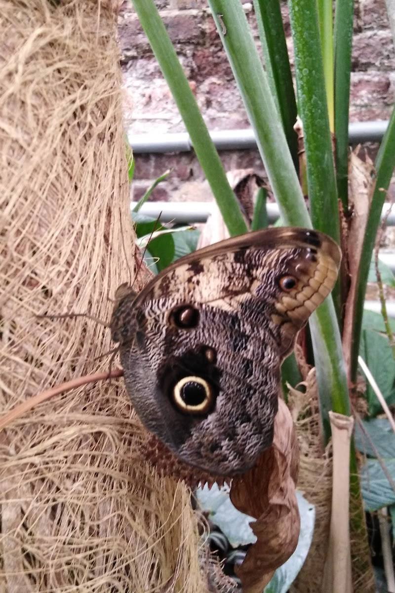 Golders Hill Park Butterfly House — Place photograph