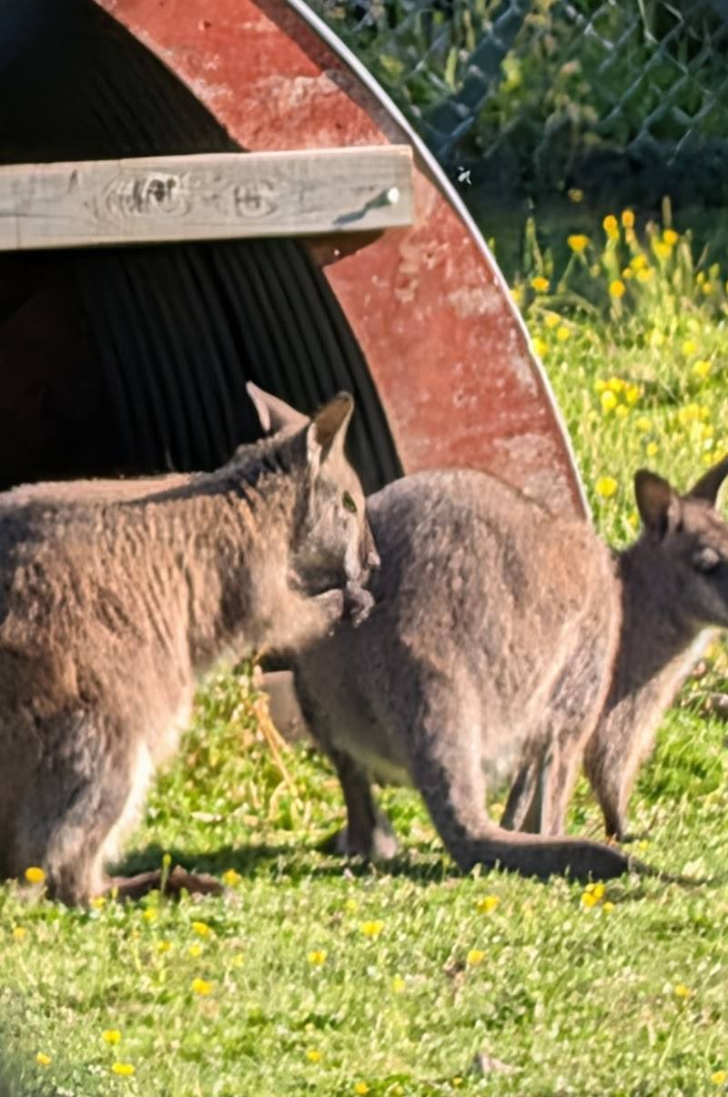 Golders Hill Park Zoo