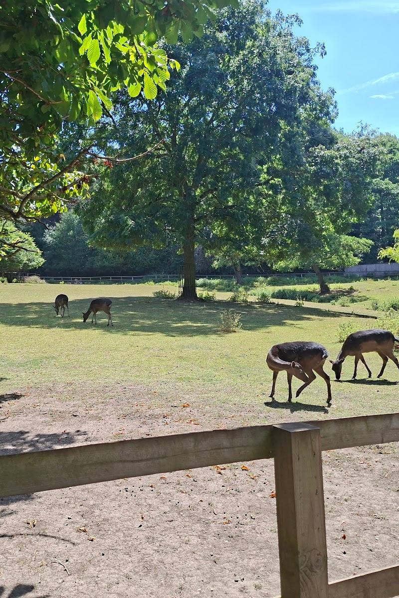 Golders Hill Park Zoo