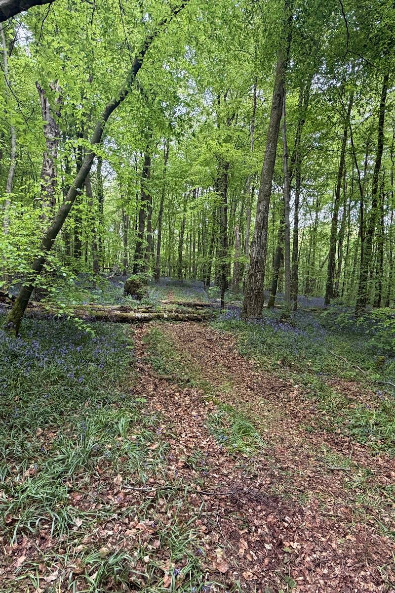 Gosford Castle — Place photograph (2 of 3)