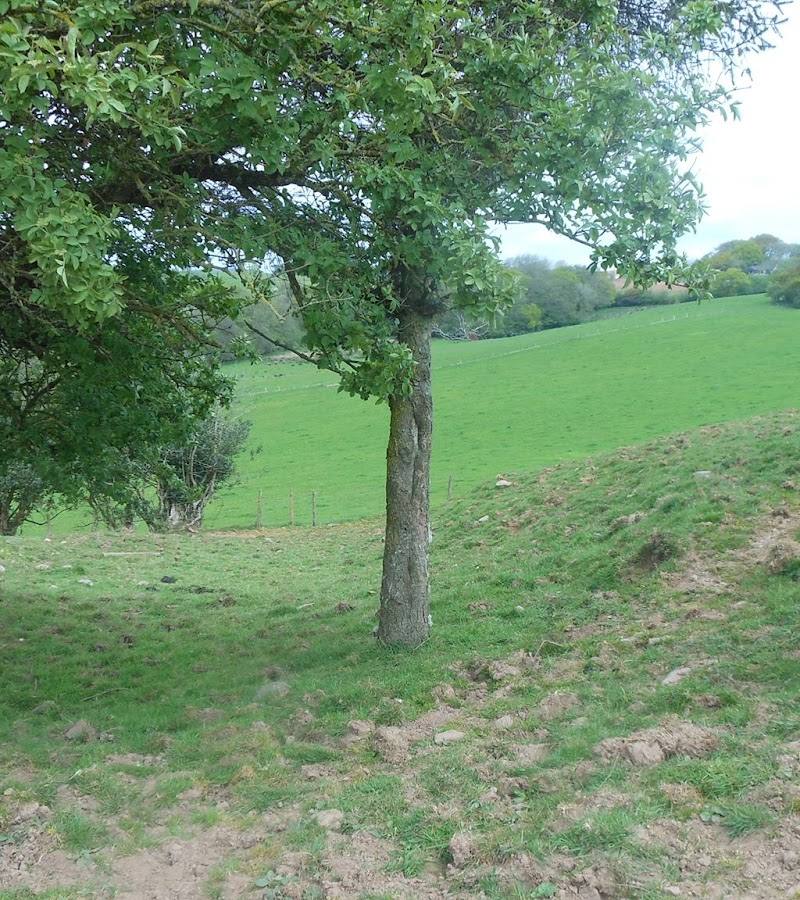 Graig Llwyn Iron Age Fort — Place photograph (1 of 2)