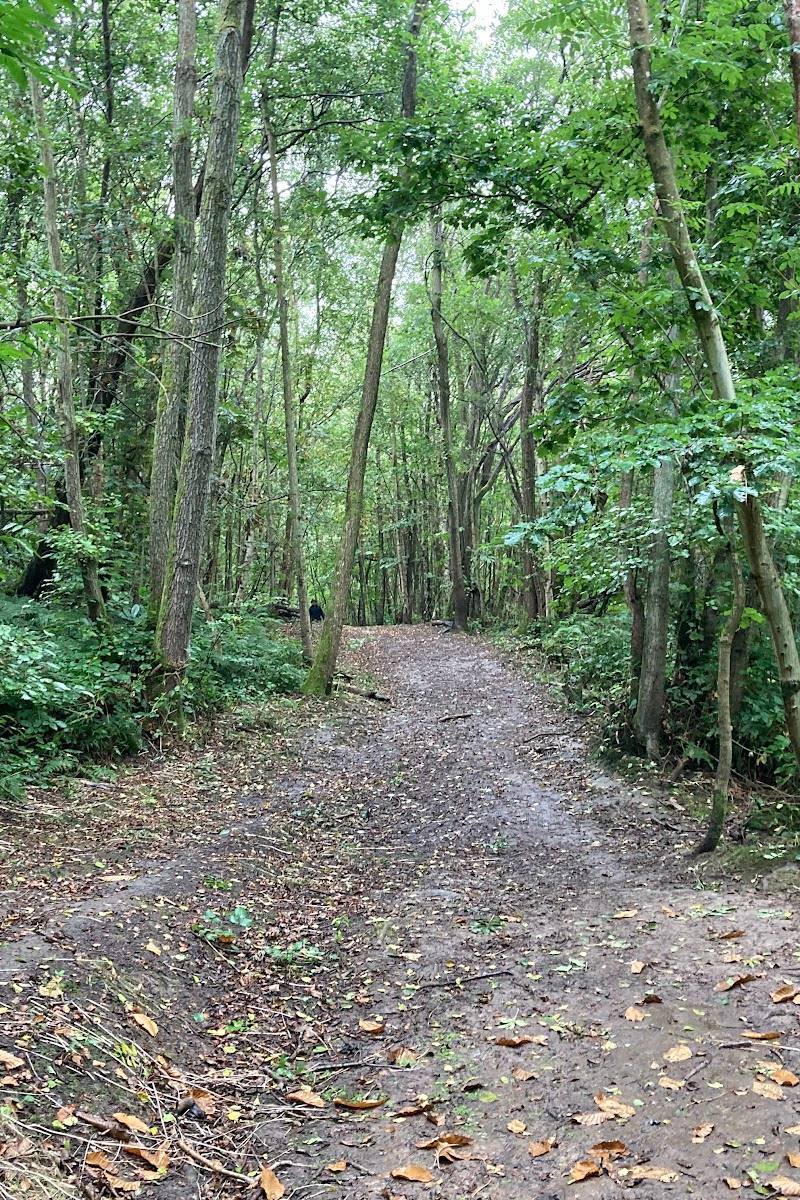 Guestling Wood