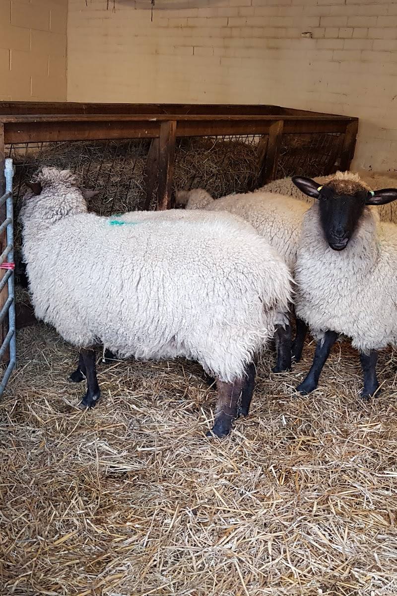 Hackney City Farm — Place photograph (2 of 3)