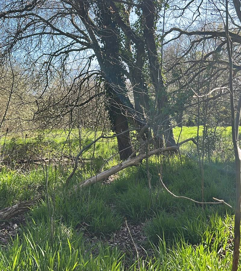 Hadley Woods — Source image