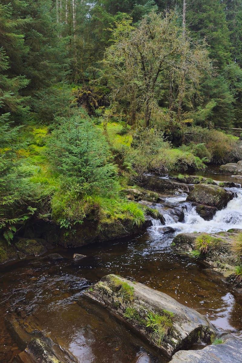 Hafren Forest — Place photograph