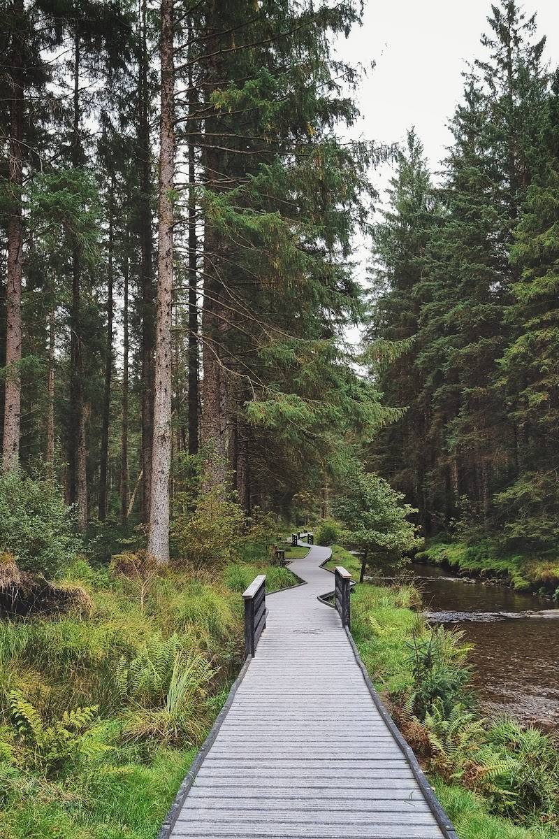 Hafren Forest — Place photograph (1 of 3)