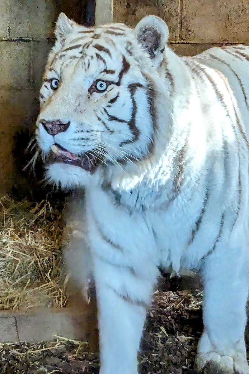 Hamerton Zoo Park — Place photograph