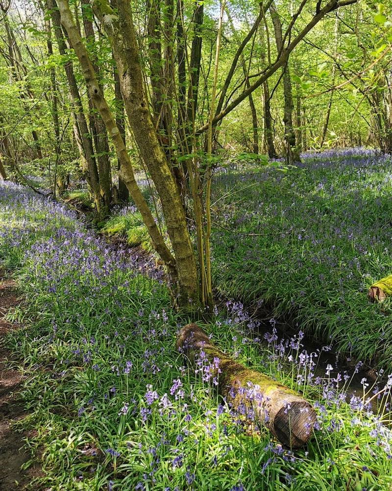 Hammonds Copse — Source image