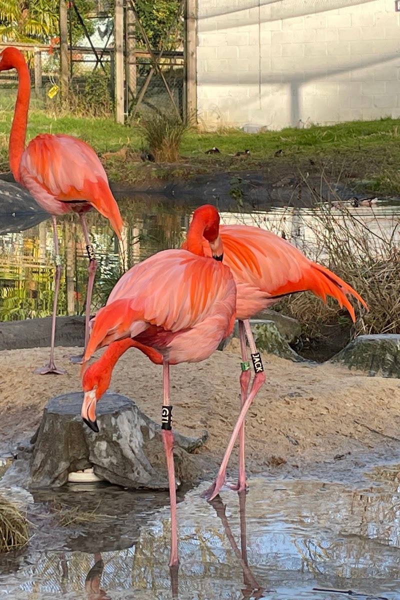 Hanwell Zoo — Place photograph (3 of 3)
