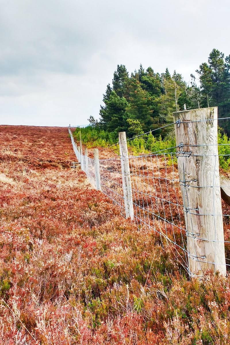 Harbottle Wood — Place photograph