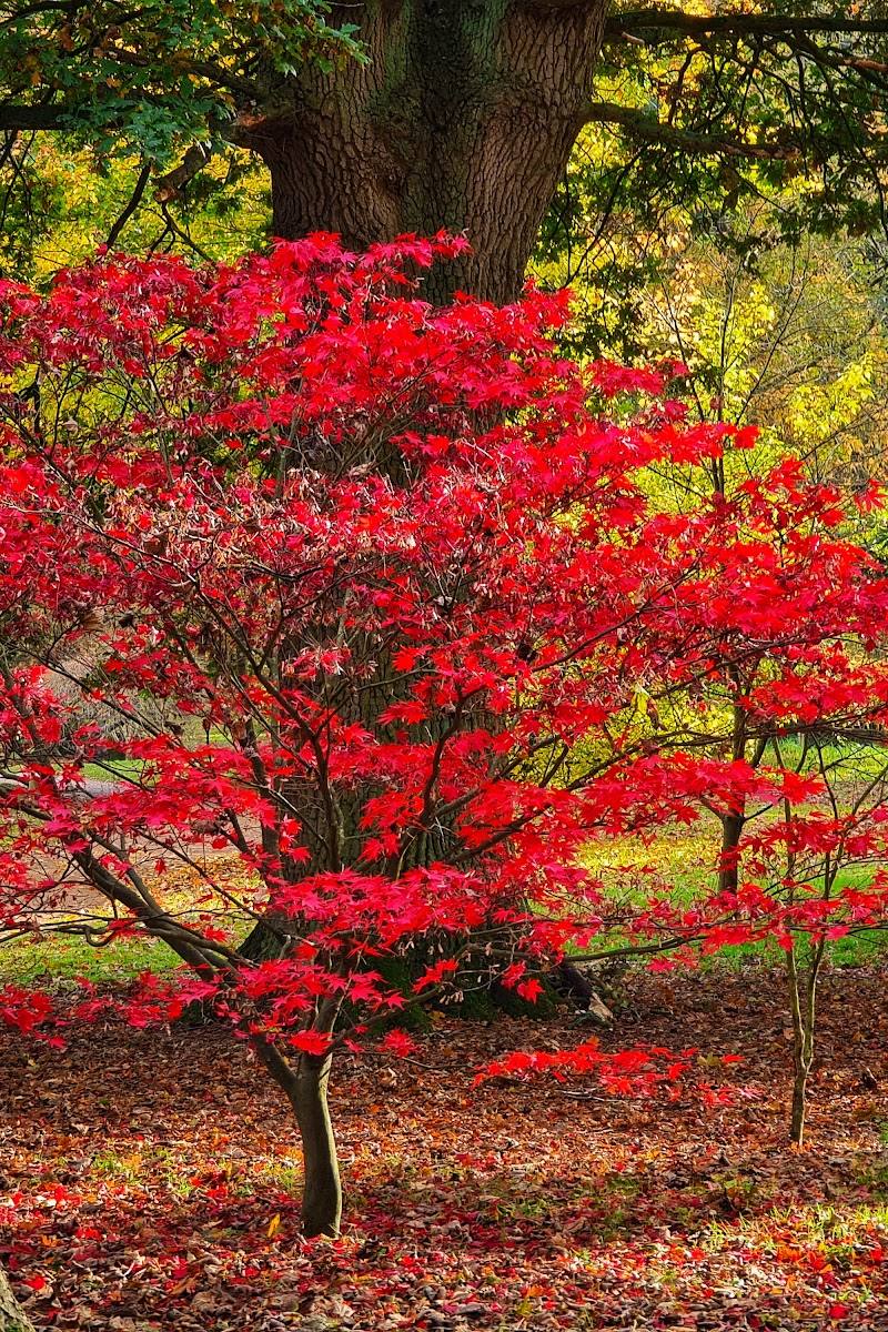 Harcourt Arboretum (University of Oxford)